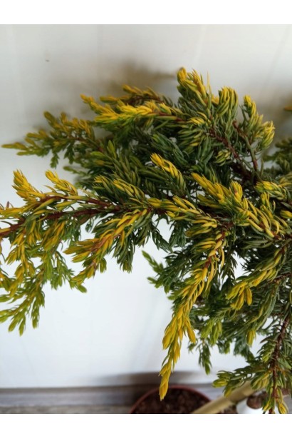 Ялівець звичайний Голдшатц на штамбі 